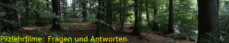 Pilzlehrfilme: Fragen und Antworten