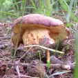 Anhängselröhrling Boletus appendiculatus Pilzlehrfilm_1 Anhängselröhrling Boletus appendiculatus Pilzlehrfilm_1
