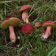 Blutroter Röhrling Xerocomus rubellus - Pilzlehrfilm_1 Blutroter Röhrling Xerocomus rubellus - Pilzlehrfilm_1