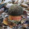 Boletus erythropus Schusterpilz - Schusterpilz - Pilzlehrfilm_1