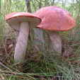 Espenrotkappe - Leccinum aurantiaca Pilzlehrfilm_1 Espenrotkappe - Leccinum aurantiaca Pilzlehrfilm_1