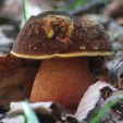 Flockenstieliger Hexenröhrling Boletus erythropus Pilzlehrfilm_1 Flockenstieliger Hexenröhrling Boletus erythropus Pilzlehrfilm_1