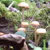 Nadelholzhubling Galerina marginata - Pilzlehrfilm_1