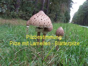 Pilze mit Lamellen_1