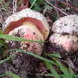 Satansröhrling Boletus satanas Pilzlehrfilm_1 Satansröhrling Boletus satanas Pilzlehrfilm_1