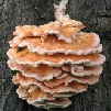 Schwefelporling Laetiporus sulphureus - Pilzlehrfilm_1