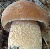 Sommersteinpilz - Boletus aestivalis - Pilzlehrfim_1