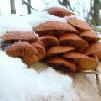 Winterpilz Flammulina velutipes - Pilzlehrfilm_1